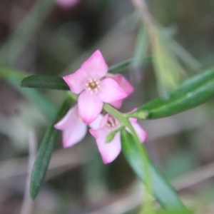 Boronia polygalifolia at Moruya, NSW - suppressed