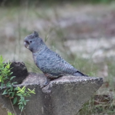 Callocephalon fimbriatum (Gang-gang Cockatoo) at Broulee Moruya Nature Observation Area - 19 Oct 2022 by LisaH