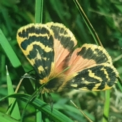 Ardices curvata (Crimson Tiger Moth) at Molonglo Valley, ACT - 19 Oct 2022 by LD12