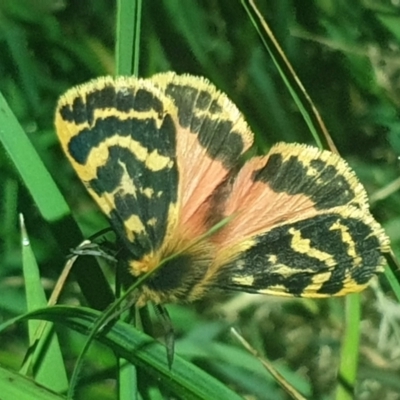 Ardices curvata (Crimson Tiger Moth) at Molonglo Valley, ACT - 19 Oct 2022 by LD12