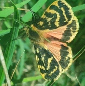 Ardices curvata at Molonglo Valley, ACT - 19 Oct 2022