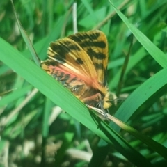 Ardices curvata at Molonglo Valley, ACT - 19 Oct 2022