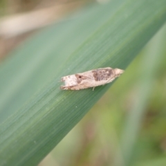 Spilonota constrictana (A Tortricid moth) at Murrumbateman, NSW - 18 Oct 2022 by SimoneC