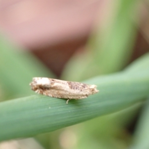 Spilonota constrictana at Murrumbateman, NSW - 18 Oct 2022