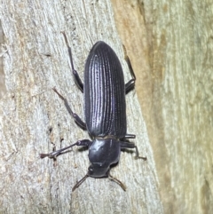 Zophophilus sp. (genus) (Darkling beetle) at Jerrabomberra, NSW - 19 Oct 2022 by SteveBorkowskis