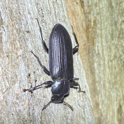 Zophophilus sp. (genus) (Darkling beetle) at QPRC LGA - 19 Oct 2022 by Steve_Bok