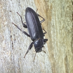 Zophophilus sp. (genus) at Jerrabomberra, NSW - 19 Oct 2022