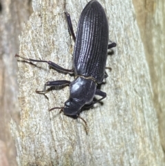 Zophophilus sp. (genus) at Jerrabomberra, NSW - 19 Oct 2022