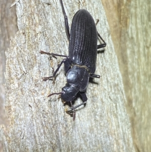 Zophophilus sp. (genus) at Jerrabomberra, NSW - 19 Oct 2022