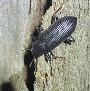 Zophophilus sp. (genus) at Jerrabomberra, NSW - 19 Oct 2022