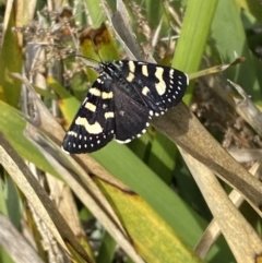 Phalaenoides tristifica (Willow-herb Day-moth) at Queanbeyan West, NSW - 19 Oct 2022 by Steve_Bok