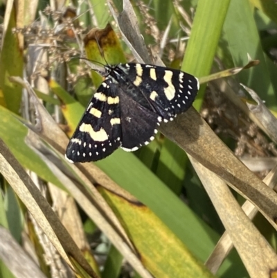 Phalaenoides tristifica (Willow-herb Day-moth) at Queanbeyan West, NSW - 19 Oct 2022 by Steve_Bok