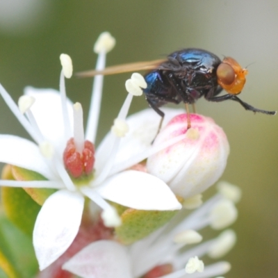 Unverified True fly (Diptera) at Tennent, ACT - 18 Oct 2022 by Harrisi