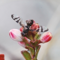 Rivellia sp. (genus) (Signal fly) at Namadgi National Park - 18 Oct 2022 by Harrisi