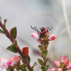 Rivellia sp. (genus) at Tennent, ACT - 18 Oct 2022