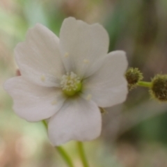 Drosera gunniana (Pale Sundew) at Frogmore, NSW - 15 Oct 2022 by drakes