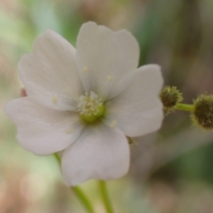 Drosera gunniana at Frogmore, NSW - 15 Oct 2022