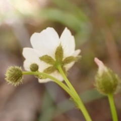 Drosera gunniana at Frogmore, NSW - 15 Oct 2022