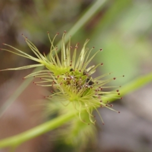 Drosera gunniana at Frogmore, NSW - 15 Oct 2022