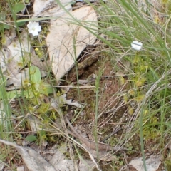 Drosera gunniana at Frogmore, NSW - 15 Oct 2022