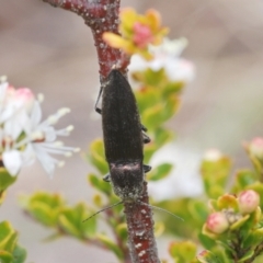 Crepidomenus fulgidus (Click beetle) at Tennent, ACT - 18 Oct 2022 by Harrisi