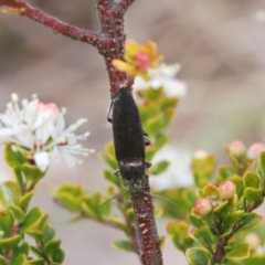 Crepidomenus fulgidus at Tennent, ACT - 18 Oct 2022 02:28 PM