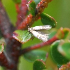 Gracillariidae (family) at Tennent, ACT - 18 Oct 2022 by Harrisi