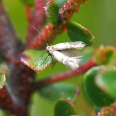 Unidentified Other moth at Tennent, ACT - 18 Oct 2022 by Harrisi