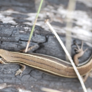 Acritoscincus duperreyi at Tennent, ACT - 18 Oct 2022