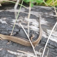 Acritoscincus duperreyi at Tennent, ACT - 18 Oct 2022 04:08 PM