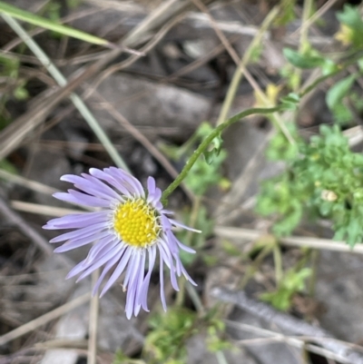 Calotis cuneifolia (Purple Burr-daisy) at Pomaderris Nature Reserve - 17 Oct 2022 by JaneR