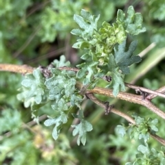 Calotis cuneifolia at Gundary, NSW - 17 Oct 2022