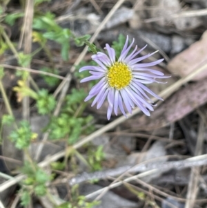 Calotis cuneifolia at Gundary, NSW - 17 Oct 2022