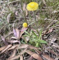 Coronidium scorpioides (Button Everlasting) at Gundary, NSW - 17 Oct 2022 by JaneR