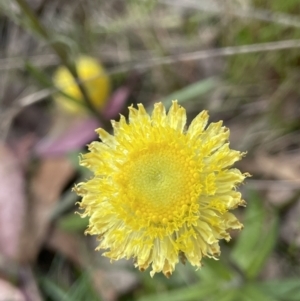 Coronidium scorpioides at Gundary, NSW - 17 Oct 2022