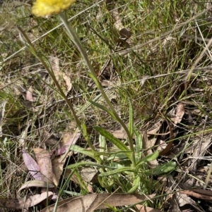 Coronidium scorpioides at Gundary, NSW - 17 Oct 2022