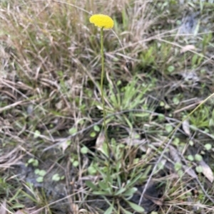 Craspedia variabilis at Gundary, NSW - suppressed