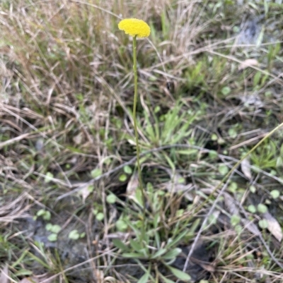 Craspedia variabilis (Common Billy Buttons) at Pomaderris Nature Reserve - 17 Oct 2022 by JaneR