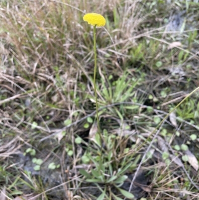 Craspedia variabilis (Common Billy Buttons) at Gundary, NSW - 17 Oct 2022 by JaneR