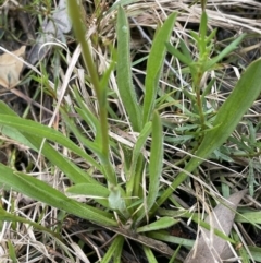 Craspedia variabilis at Gundary, NSW - suppressed