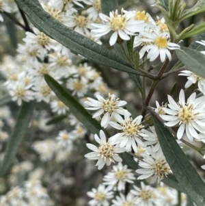 Olearia lirata at Gundary, NSW - 17 Oct 2022