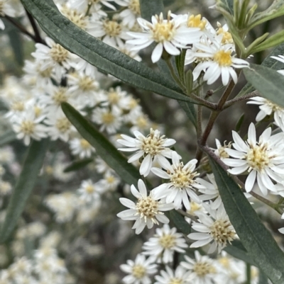 Olearia lirata (Snowy Daisybush) at Gundary, NSW - 17 Oct 2022 by JaneR