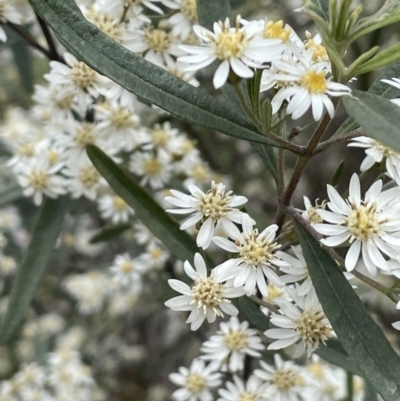 Olearia lirata (Snowy Daisybush) at Pomaderris Nature Reserve - 17 Oct 2022 by JaneR
