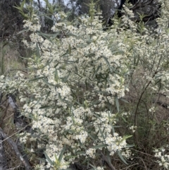 Olearia lirata at Gundary, NSW - 17 Oct 2022