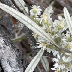 Olearia lirata at Gundary, NSW - 17 Oct 2022