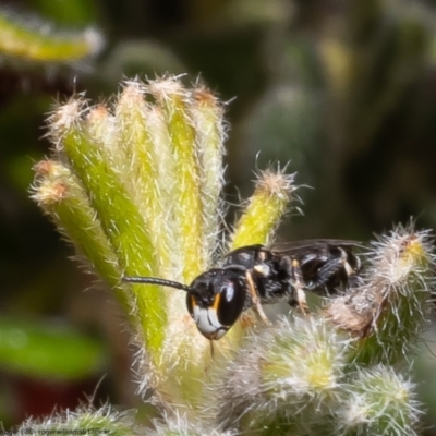 Hylaeus sp. (genus) (A masked bee) at Black Mountain - 18 Oct 2022 by Roger