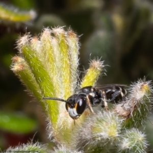 Hylaeus sp. (genus) at Bruce, ACT - 19 Oct 2022