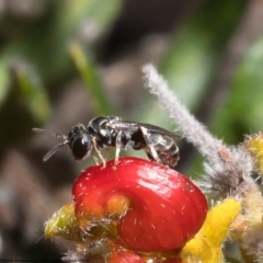 Hylaeus sp. (genus) at Bruce, ACT - 19 Oct 2022