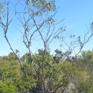 Eucalyptus langleyi at Colymea State Conservation Area - suppressed