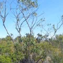 Eucalyptus langleyi (Albatross Mallee, Nowra Mallee) at Barringella, NSW - 19 Oct 2022 by plants
